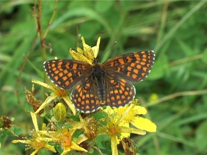 Wachtelweizen-Scheckenfalter ( Melitaea athalia ) : Biotop, Schmetterlingsparadies Langschlägerwald im Waldviertel, Niederösterreich, 08.07.2007